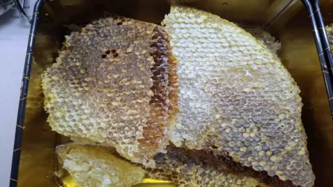 Ağaç gövdesinden kilolarca bal çıktı