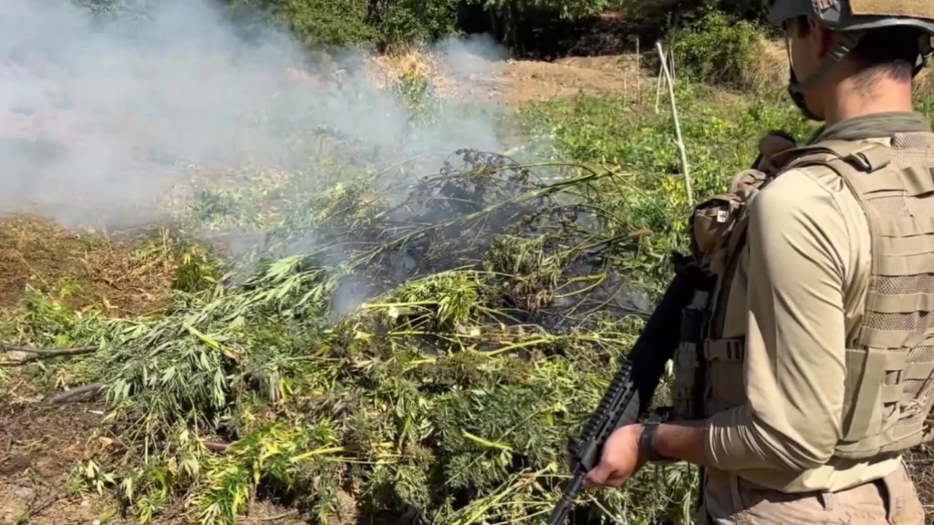 Diyarbakır’da 217 bin kök kenevir ve skunk imha edildi