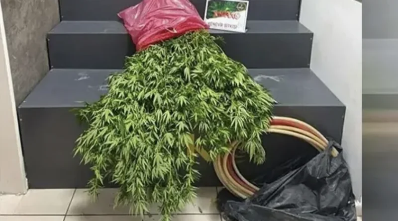 Konak’ta 40 Kök Hint Keneviri Ele Geçirildi
