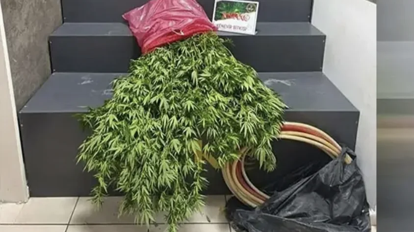 Konak’ta 40 Kök Hint Keneviri Ele Geçirildi