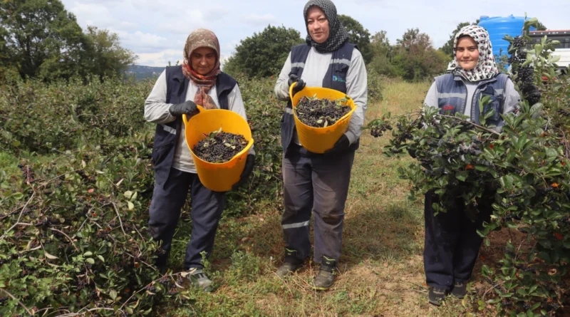 İzmit’te 'süper meyve' aronya hasadında 5. heyecan