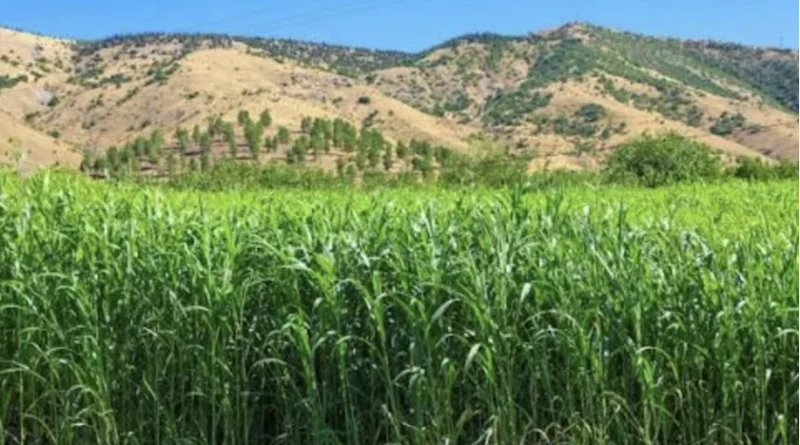 Bergama’da Su Tasarrufu Tarlaya İndi: Sorgum Sudan Otu Hasadı