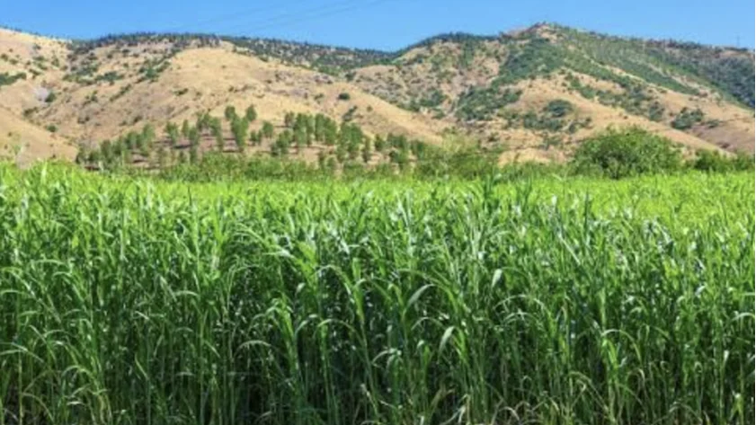 Bergama’da Su Tasarrufu Tarlaya İndi: Sorgum Sudan Otu Hasadı