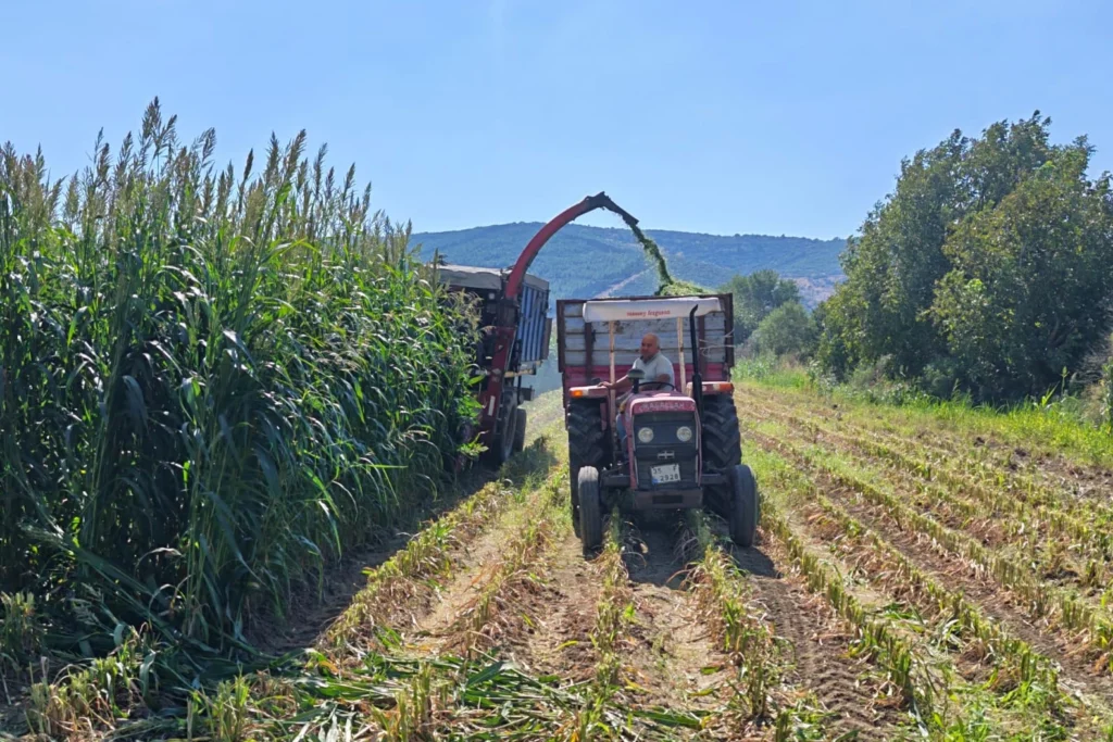 Bergama’da Silajlık Mısıra Alternatif Yem Bitkisinde Hasat
