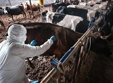 Namibya'da şap salgını nedeniyle et ihracatı durduruldu