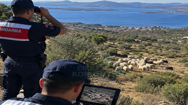 Çandarlı Jandarma 33 kayıp koyunu drone ile buldu
