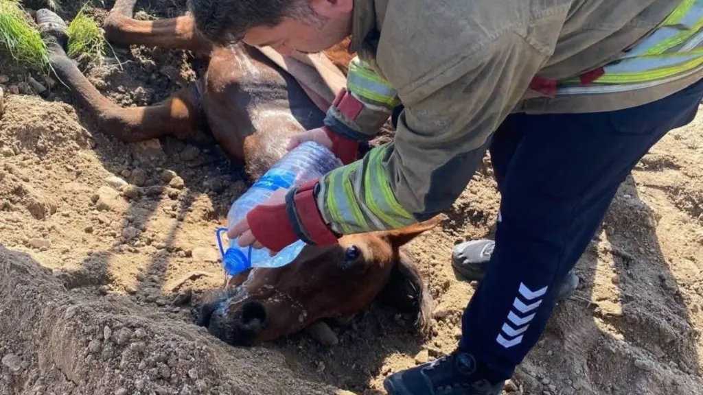 Antakya'da kuyuya düşen at, Hatay Büyükşehir ekiplerince kurtarıldı