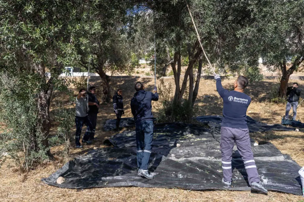 Bornova'da zeytin hasadı ile üretilen zeytinyağı ihtiyaç sahibi ailelere