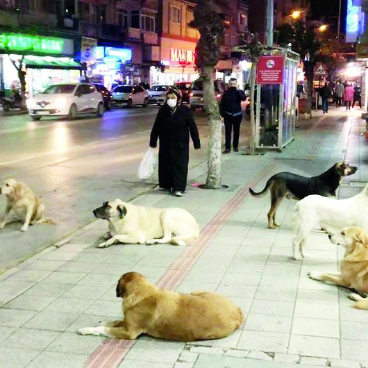 Türkiye'de 9 ayda 479 bin kuduz riskli temas vakası kaydedildi