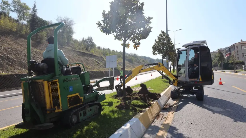 Sakarya'da tramvay hattı için 178 manolya taşındı